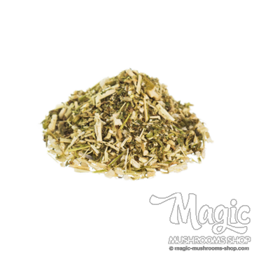 Marihuanilla | Leonurus sibiricus 