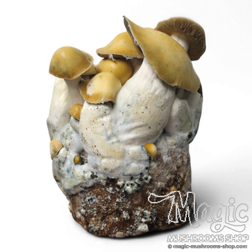 Mac Galactic Cloud920® Ready-to-grow bag