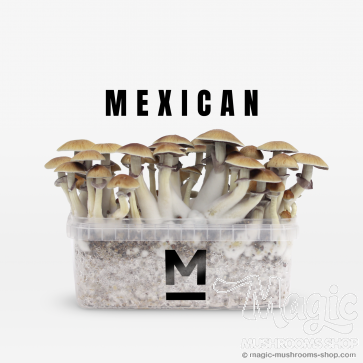 Mondo Paddo Kweekset Mexican Mondo Paddo Kweekset Mexican
