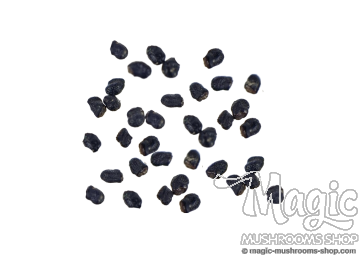 Peyote cactus seeds 20 pieces