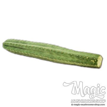 San Pedro Cutting San Pedro Cutting