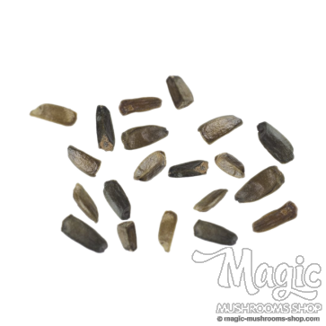 Hawaiian Baby Woodrose package