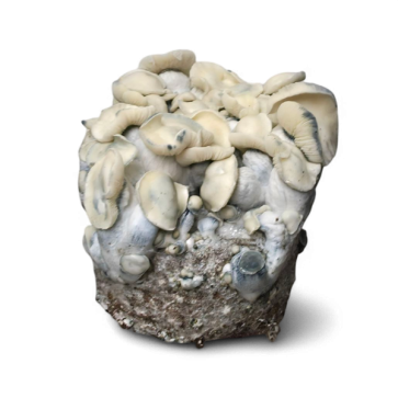 AMTP — Cloud920® Ready-to-Grow Bag