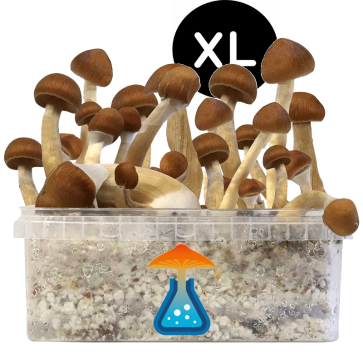 GetMagic Magic Mushroom grow kit XL