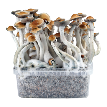 2100cc Amazonian PES Grow kit