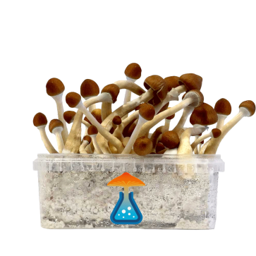GetMagic Magic Mushroom grow kit XL