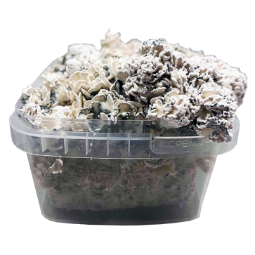 Enigma Liquid Culture – Mycelium Spuit Cloud920