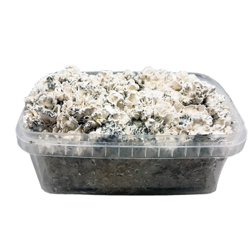 Enigma Brainiac grow kit