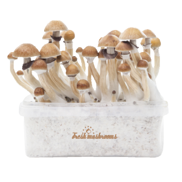 McKennaii XP | Fresh Magic Mushrooms Grow Kit