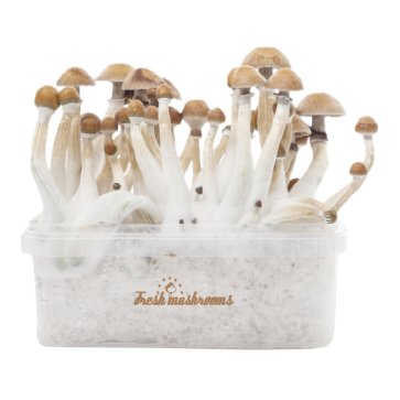 Mexican XP | Fresh Magic Mushrooms Grow Kit