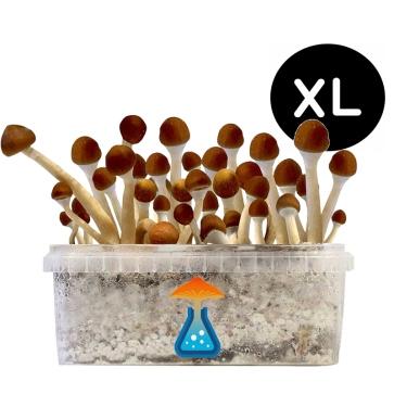 GetMagic Magic Mushroom grow kit XL