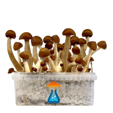GetMagic Magic Mushroom grow kit XL