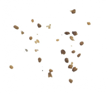 Tobacco zaden | Nicotiana Tabacum | 20 zaden