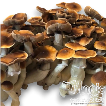 Blue Magnolia Psilocybe cubensis