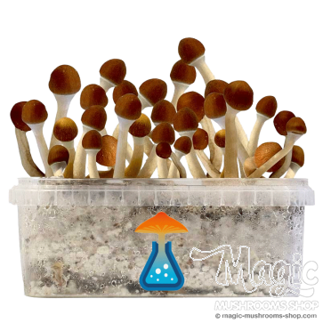 GetMagic Magic Mushroom grow kit XL