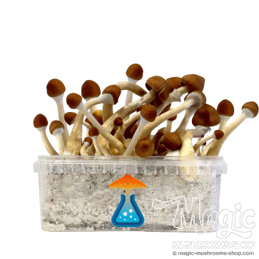 GetMagic Magic Mushroom grow kit XL