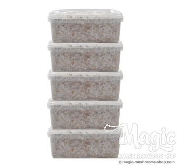  Mondo® grow kit Discount 5 Pack