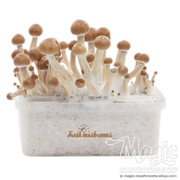 Amazonian XP Fresh Magic Mushrooms Grow Kit 