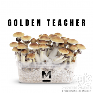 1x paddo kweekset Golden Teacher