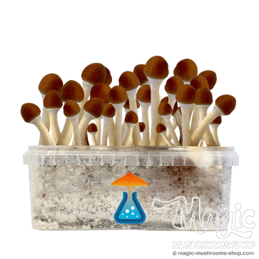 GetMagic Magic Mushroom grow kit 