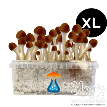 GetMagic Magic Mushroom grow kit XL