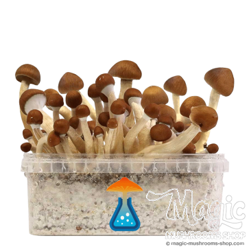 GetMagic Magic Mushroom grow kit XL