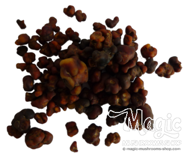 Magic Truffles Mexicana