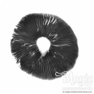 Thai cubensis spore print