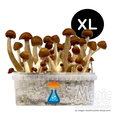GetMagic Magic Mushroom grow kit XL