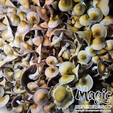 Mushroom Spore print
