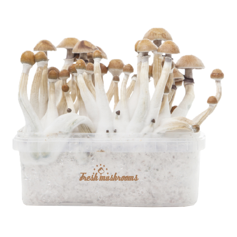 Mexican XP | Fresh Magic Mushrooms Grow Kit