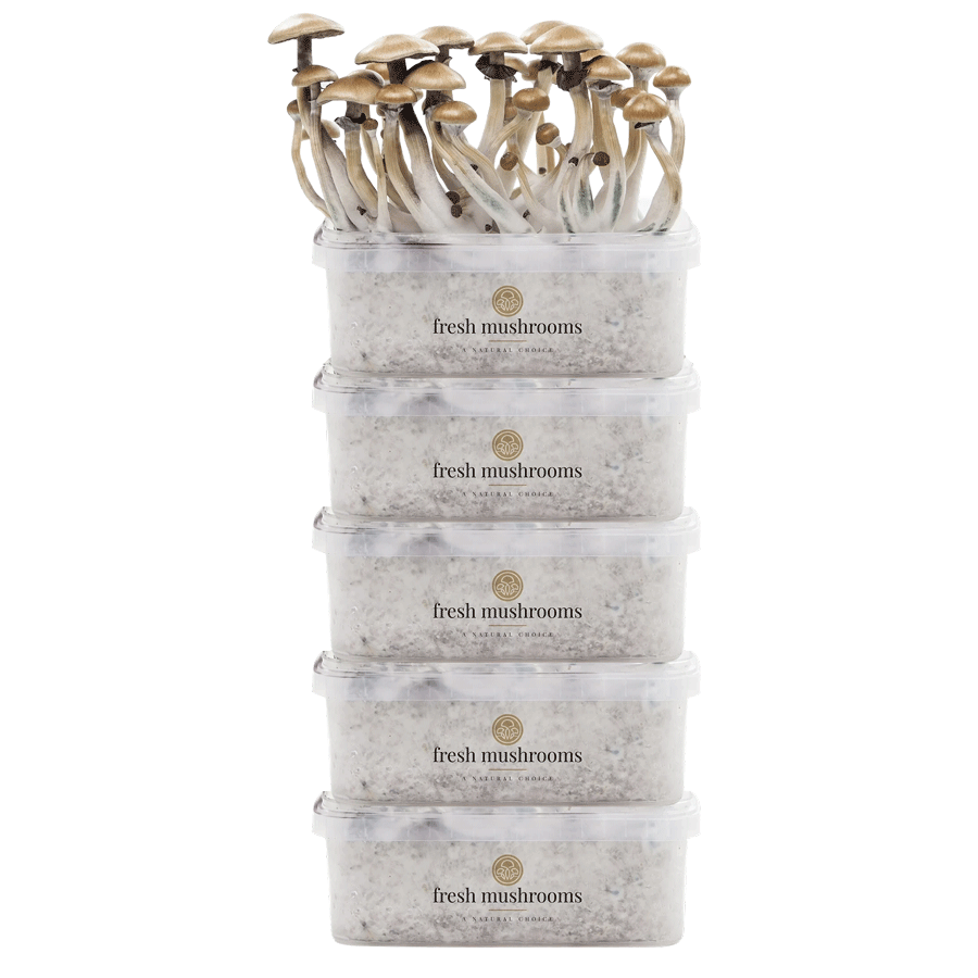 FreshMushrooms® Kweekset 5-Pack Voordeelpakket FreshMushrooms® Kweekset 5-Pack Voordeelpakket