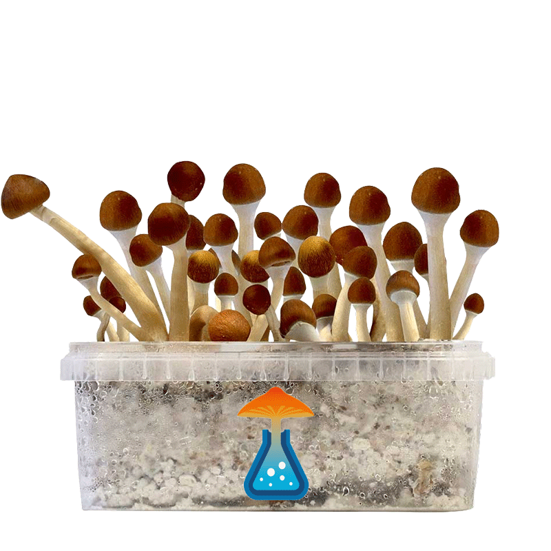 GetMagic Magic Mushroom grow kit XL
