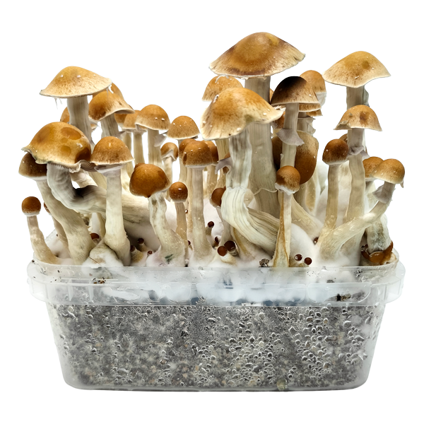 2100cc Amazonian PES Grow kit