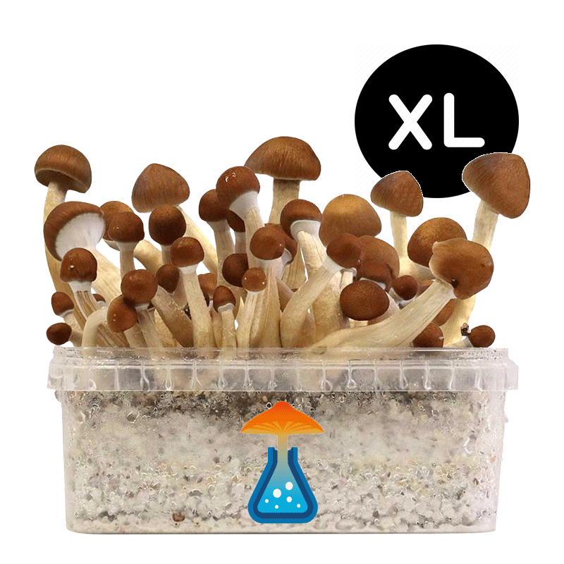 GetMagic Magic Mushroom grow kit XL