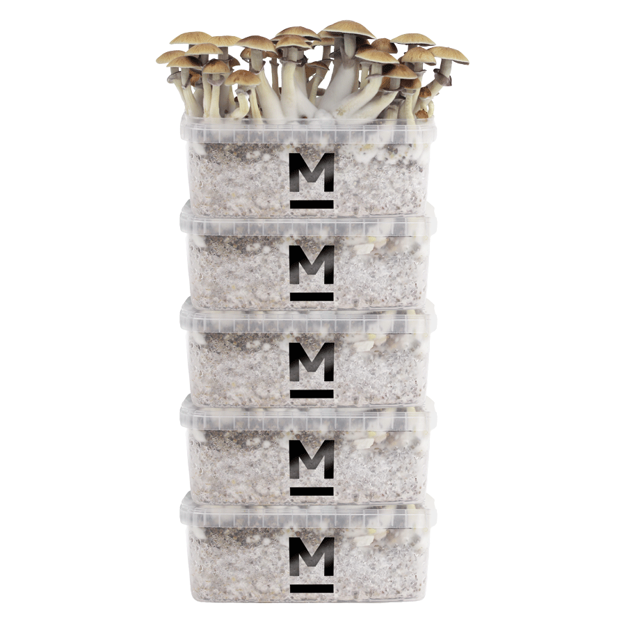  Mondo® grow kit Discount 5 Pack