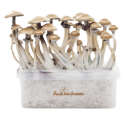 Golden Teacher XP| Fresh Magic Mushrooms Grow Kit