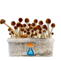 GetMagic Magic Mushroom grow kit XL