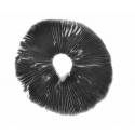 Panaeolus cyanescens 'Hawaii' sporenprint