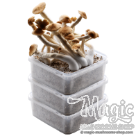 GetMagic® 3XL Paddo Kweekset Kortingspakket