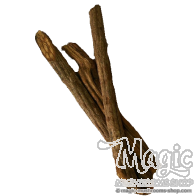 Banisteriopsis Caapi Geel Trueno | Gemalen