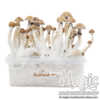 FreshMushrooms® kweekset Mexican
