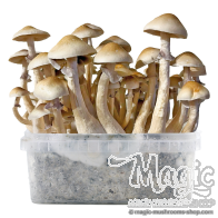 Golden Teacher 'Crème' Paddo Ready-to-growkit - LIMITED EDITION