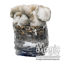 Jack Frost Cloud920® XL Ready-to-grow bag