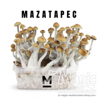 Mondo Paddo Kweekset Mazatapec