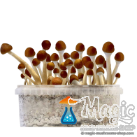 Mazatapec Paddo Kweekset - GetMagic