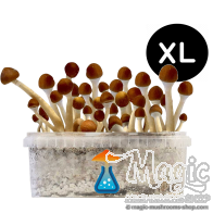 Mazatapec XL Paddo Kweekset - GetMagic