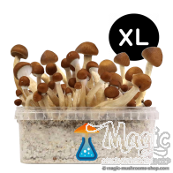 Mexican XL Paddo Kweekset - GetMagic