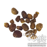 Mapacho Zaden | Nicotiana Rustica | 20 zaadjes
