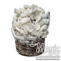 True Albino Teacher Cloud920® XL Ready-to-grow bag